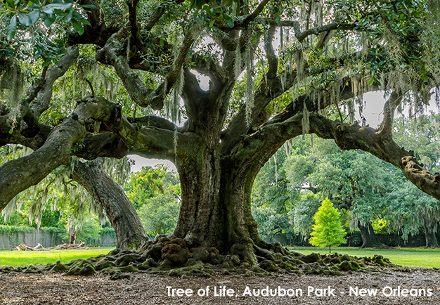 Tree of Life, New Orleans